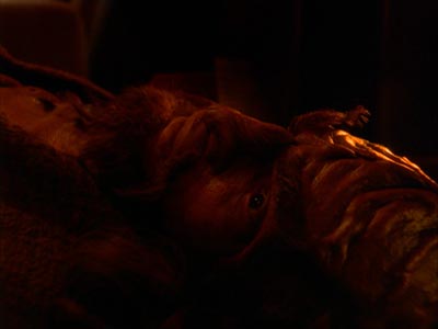 Star Trek: Deep Space Nine Screencaps "The Sons of Mogh" (S4:E15)